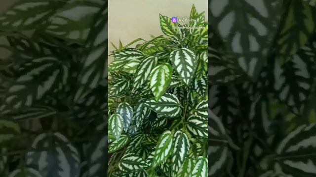 История одного дерева в интерьере смотреть онлайн