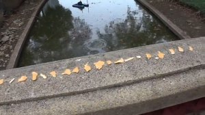 ПАРК ЛЮМПИНИ (Lumpini park) В БАНГКОКЕ. ТАИЛАНД 2017