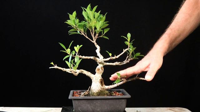 Tiger Bark Ficus. Some maintenance work and I take a couple of cuttings. Ficus Microcarpa. смотреть онлайн