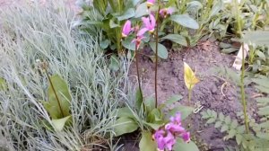 Горянка японская Epimedium,Додекатион Dodecatheon,Дицентра Dicentra  # горянка# додекатион# дицентр