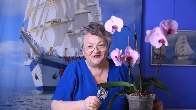 Положите ЭТО - орхидеи будут ЦВЕСТИ КАК БЕШЕНЫЕ смотреть онлайн