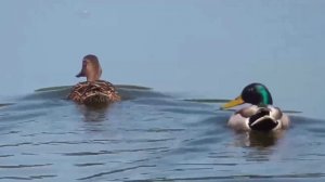 Утки кряквы, лысухи, чайки на озере