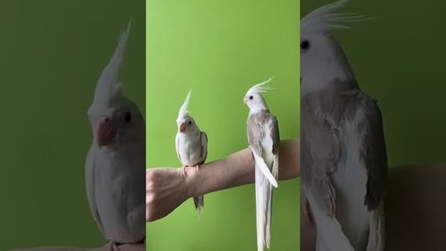 Безщёкие Пёстрые Корицы. Птенцы Кореллы. смотреть онлайн