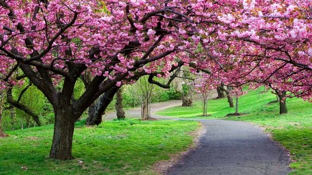 Meditation Music 15 Minutes | Relax Mind Body | Mind Relax Music | Study Music