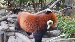 The red panda is called peach blossom