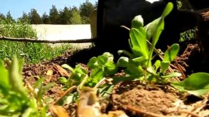 #173 (2018-05-12) огород-2018. Сажаем яблоню Грушовка