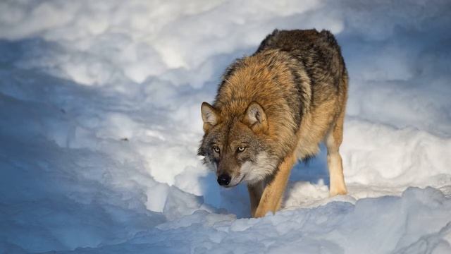Картинка животное. Зима, хищник, природа, снег, волк. Tierbild. Winter, Raubtier, Natur, Schnee смотреть онлайн