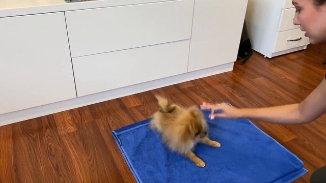 Мой ШПИЦ превратился в пырзика? Шпиц знает все команды / Перерозыгрыш приза? смотреть онлайн