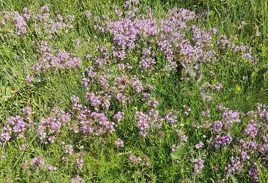 Горный чабрец фото. Горный чабрец. Чабрец Крымский. Чабрец горный в Копетдаге. Чабер горный.