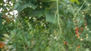 Как повысить урожай помидор в два раза