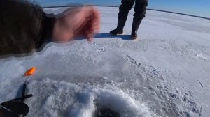 Ловля ОКУНЯ на ЖЕРЛИЦЫ | Окунь и щука на жерлицы