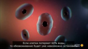 Как зимует древесная лягушка