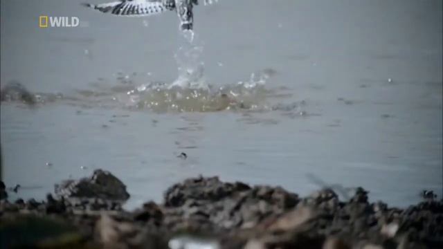 Дикая природа Таиланда (часть вторая)