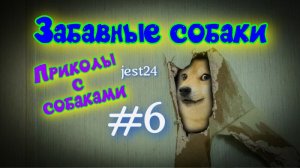 Забавные собаки / Приколы с собаками #6