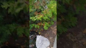 Зола природный антисептик набор микроэлементов для туи