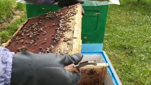 ПЕРЕСАЖИВАЕМ пчел с ЛОВУШКИ в УЛЕЙ ! Как пересадить рой пчёл с ловушки в улей !