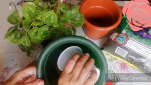 ПЕРЕСАДКА ЦИКЛАМЕНА./Как пересадить цикламен в домашних условиях.