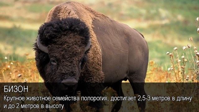 Бизон. Толковый Видеословарь русского языка