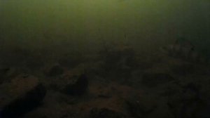 Рыбалка в Кушве  - "Окунь заводской"