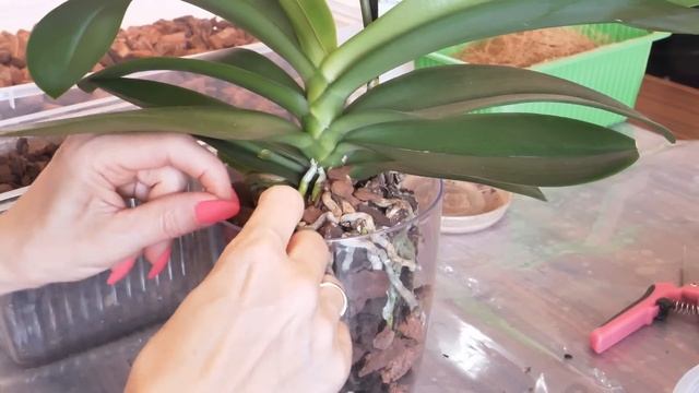 БЫСТРО ЛЕГКО пересадить орхидею. Только ОТЛИЧНЫЙ результат. Чудеса рядом. смотреть онлайн