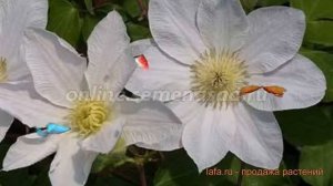 Клематис крупноцветковый Лемон Шифон (clematis) ? обзор: как сажать, саженцы клематиса Лемон Шифон