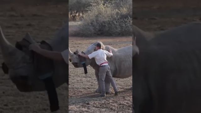 AMAZING RHINO, LIFE SAVING WORK IN AFRICA. Watch 3-minute full video inside channel.