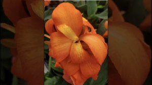 Кровь Христа искупила меня. Прославлен будь Господь. Христианская песня