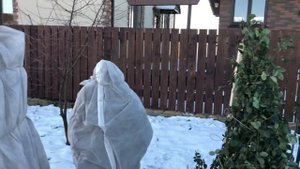 Как я укрываю английские  и плетистые розы.