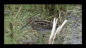 Звуки природы. Голоса птиц. Бекас. Snipe. (Gallinago gallinago)