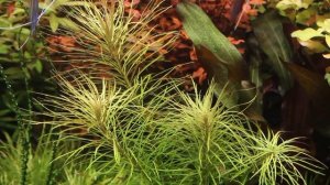 Pogostemon stellatus