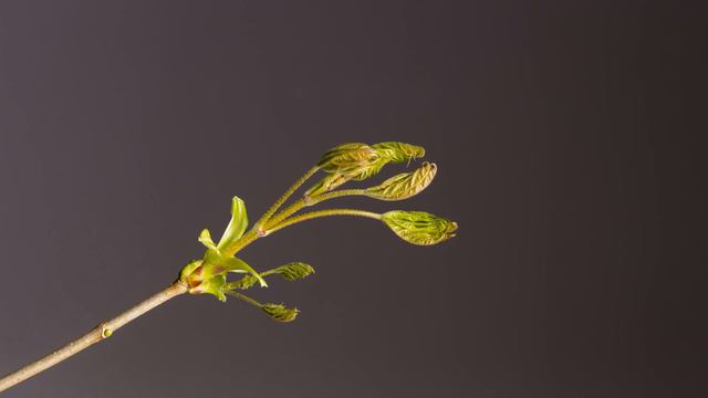 Таймлапс(timelapse)4K video - цветы(flowers) смотреть онлайн