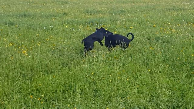 Dobermann vs Cane Corso смотреть онлайн