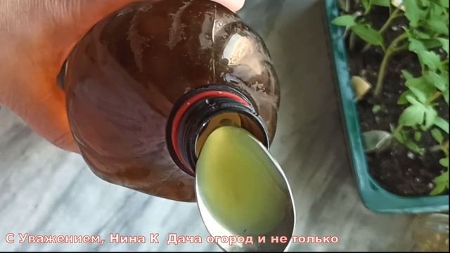 РАССАДА РАСТОЛСТЕЛА НА ГЛАЗАХ! ОРГАНИЧЕСКАЯ ПОДКОРМКА РАССАДЫ ТОМАТОВ. Природное удобрение из АЛОЭ смотреть онлайн