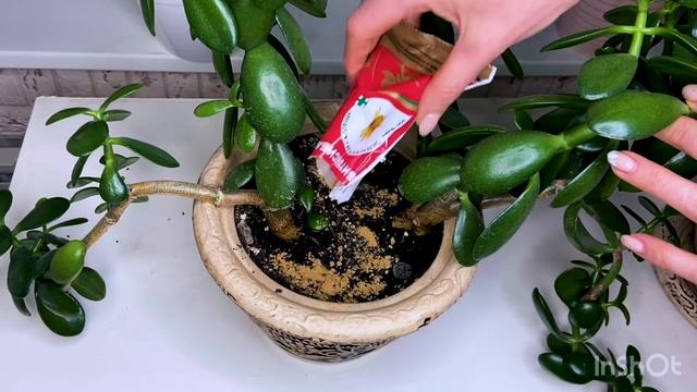 Мошки в комнатных цветах. Как избавиться от мошек в комнатных горшках. Способ избавления от мошек. смотреть онлайн