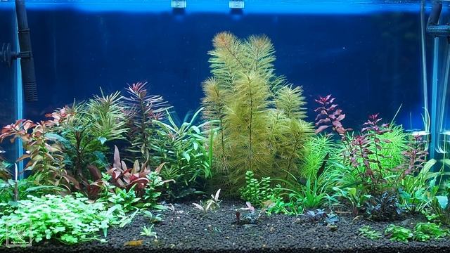Два месяца после запуска аквариума на 75 литров на грунте Амазония смотреть онлайн