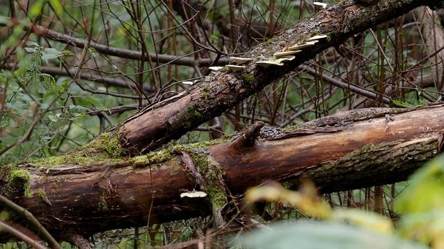 Olympus 75-300mm f/4.8-6.7 - Тест и Обзор смотреть онлайн