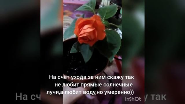 Бальзамин Дип Оранж!) смотреть онлайн