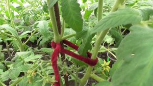 Пасынкование томатов. Что такое пасынок? Какие пасынки я удаляю у томатов в теплице уже сейчас?