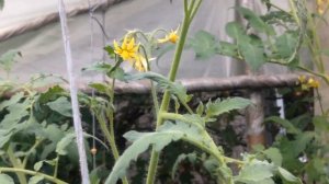 Почему томаты цветут, а завязи нет? Выращивание томатов. Когда подкармливать томаты.