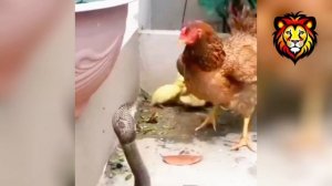 Курица встала на защиту утят