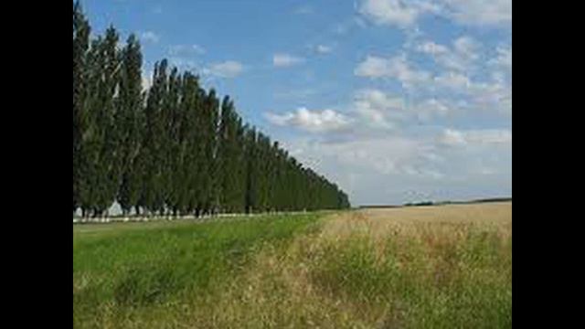 Ой у полі дві тополі_ співає Поліський ансамбль 