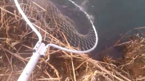 ловля карпа на муху