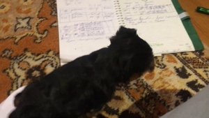 Когда должны подняться ушки у йорков?// щенкам 6 недель)))