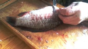 Разделка и шинковка речной рыбы