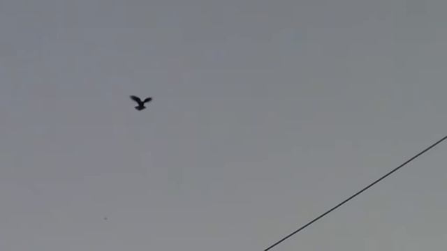 Голуби Приазовье Голубедром