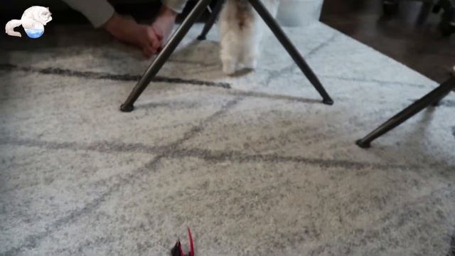 3 month Ragdoll kitten first time playing with teaser toy in forever home part 2 смотреть онлайн