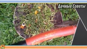 БАРХАТЦЫ как удобрение Великолепные СИДЕРАТЫ и зеленое удобрение Настоящая ПОЛЬЗА в саду и огороде