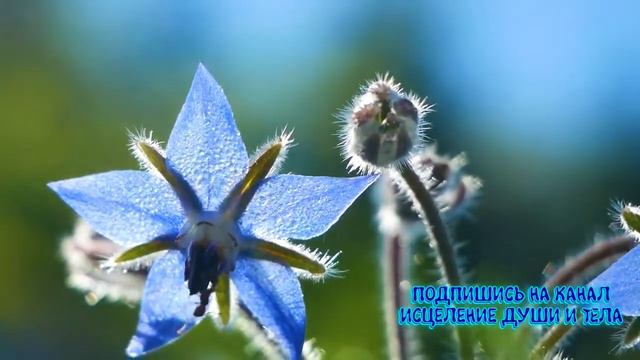 Обращение и призыв ангелов 4 стихий