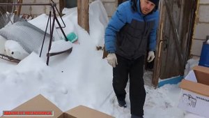 КУРЫ АВСТРАЛОРП ЧЁРНЫЙ. Поездка и приобретение.
