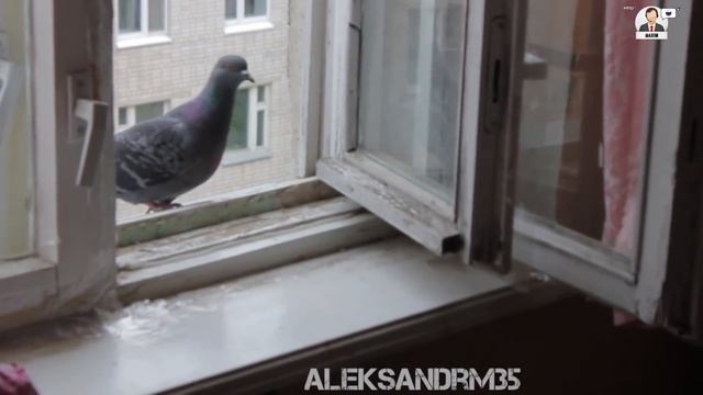 К чему на балкон прилетел. Залетел в окно. Голубь на подоконнике примета. Голубь прилетел. Птица залетела в окно.